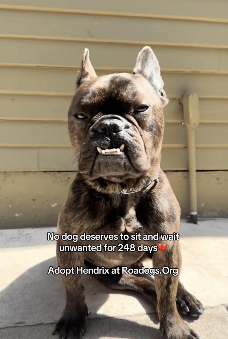 Hendrix - 248 Days Later, This Good Boy Is Still Waiting for His Forever